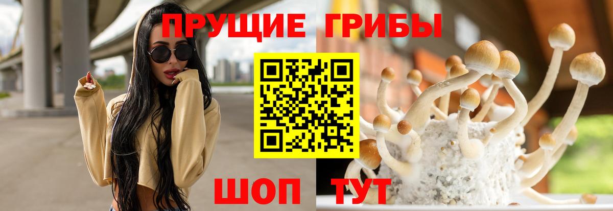 Псилоцибиновые грибы Psilocybe Нерюнгри